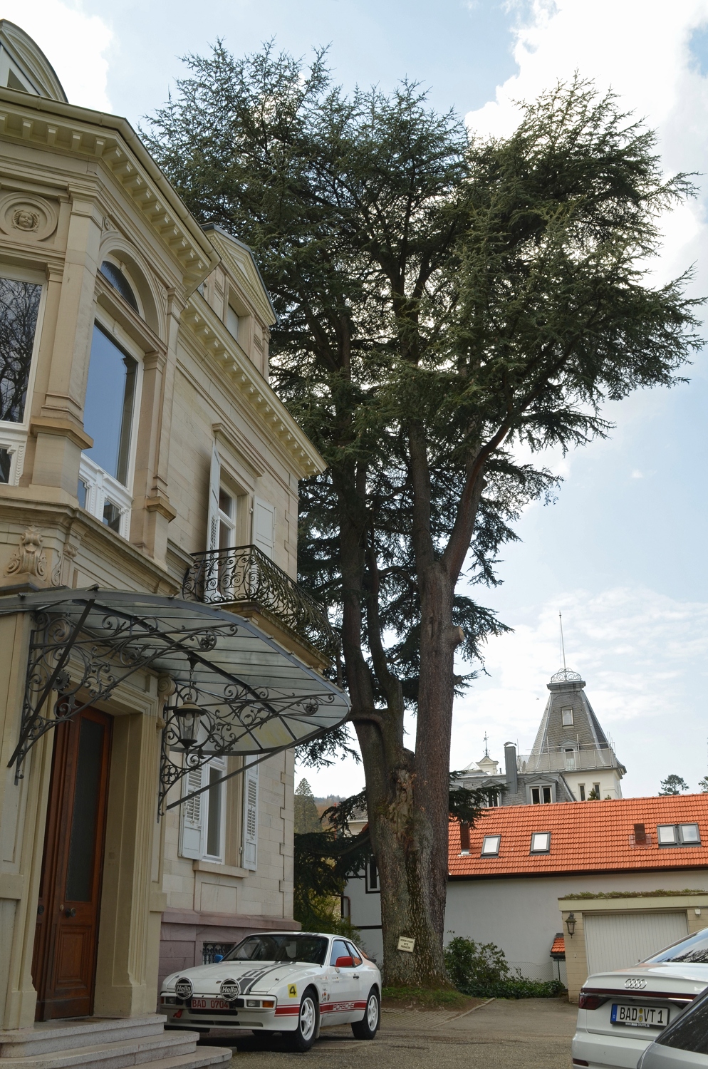 Baden-Baden, Atlas-Zeder Maria-Viktoria-Str., Habitus - April 2021