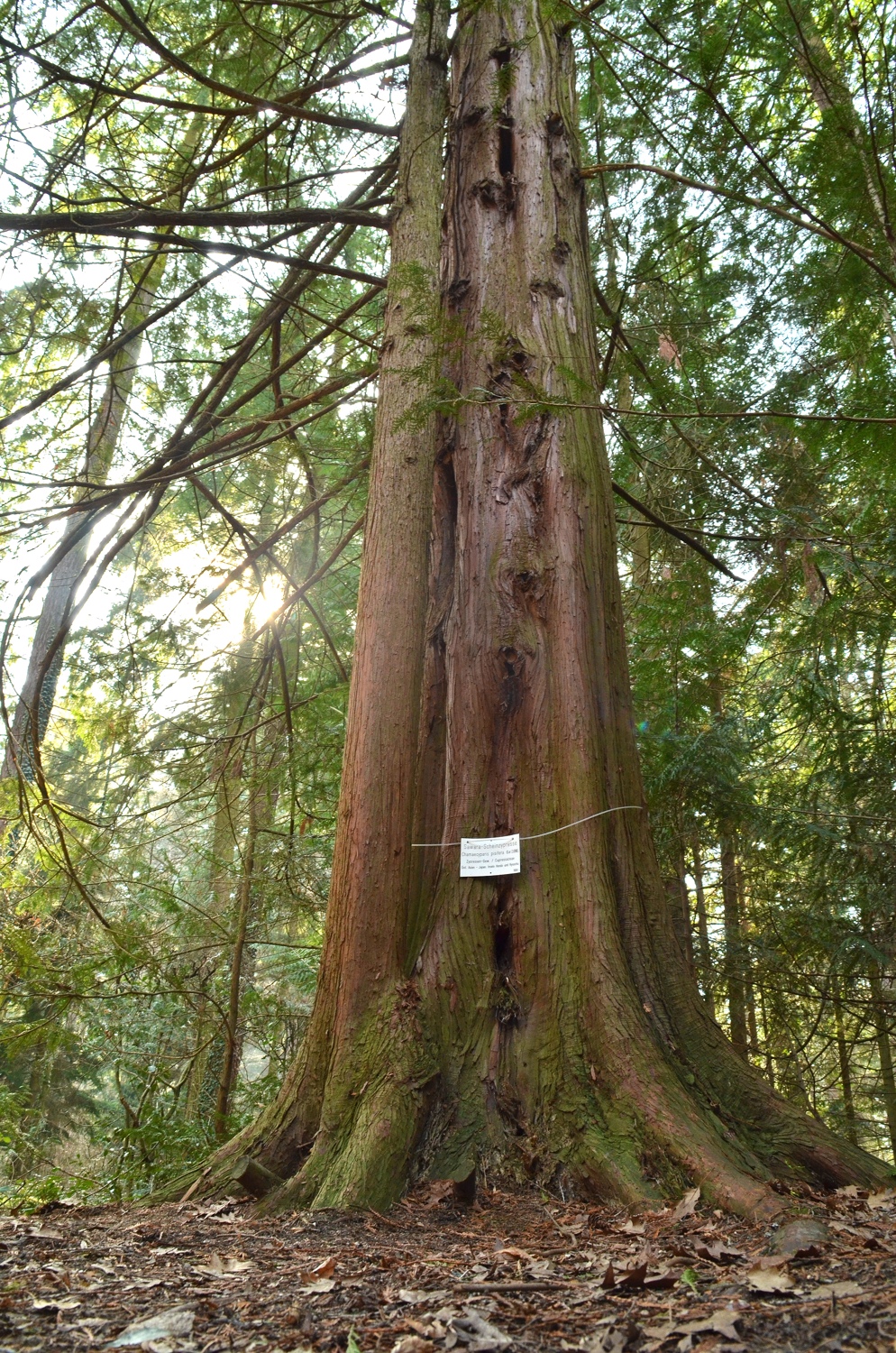 Chamaecyparis pisifera
