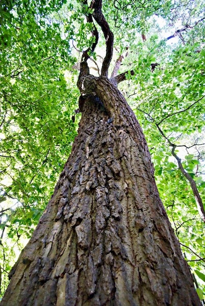 Nyssa sylvatica - Hann. Münden - 2020