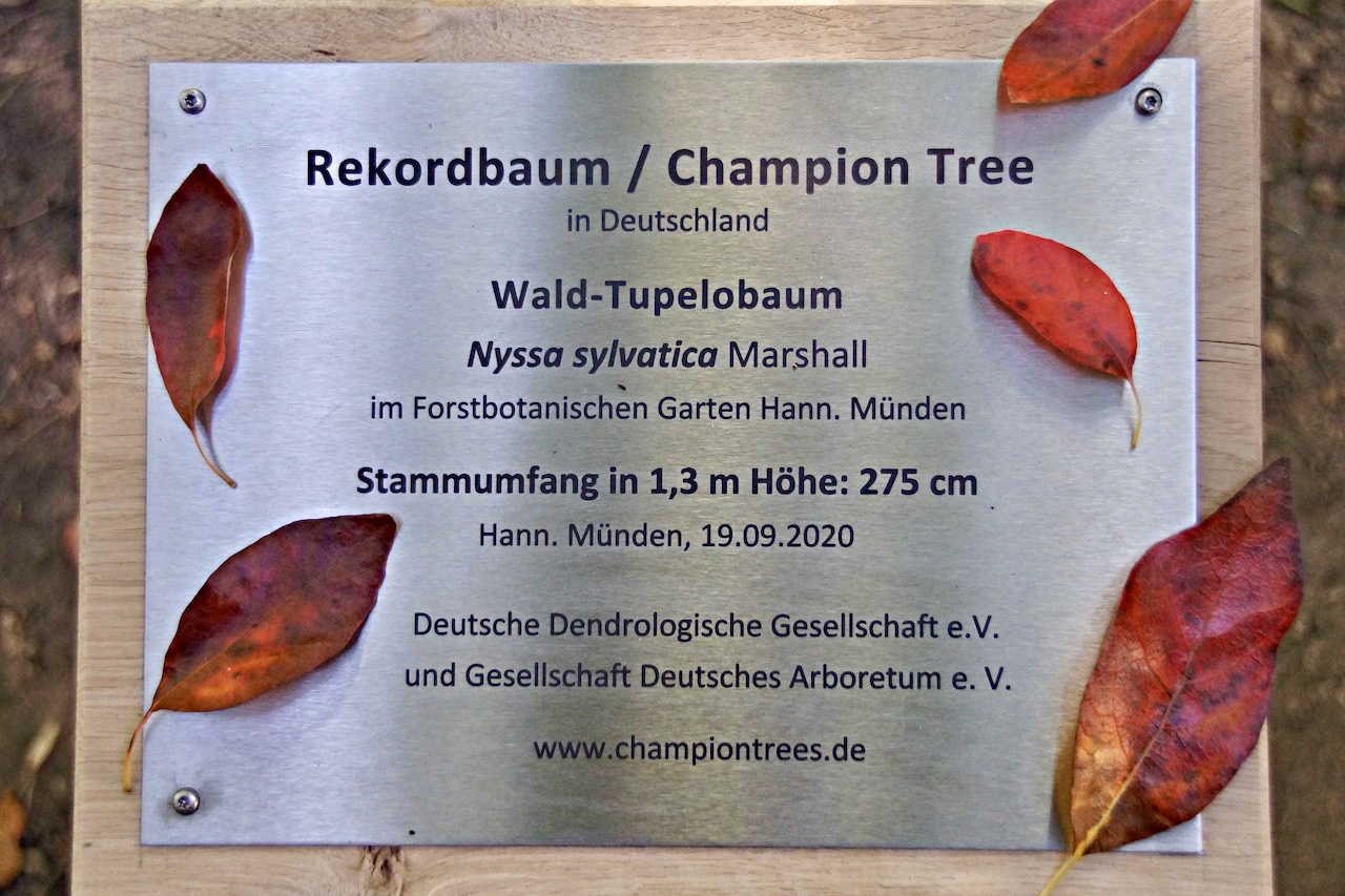 Nyssa sylvatica - Hann. Münden - 2020