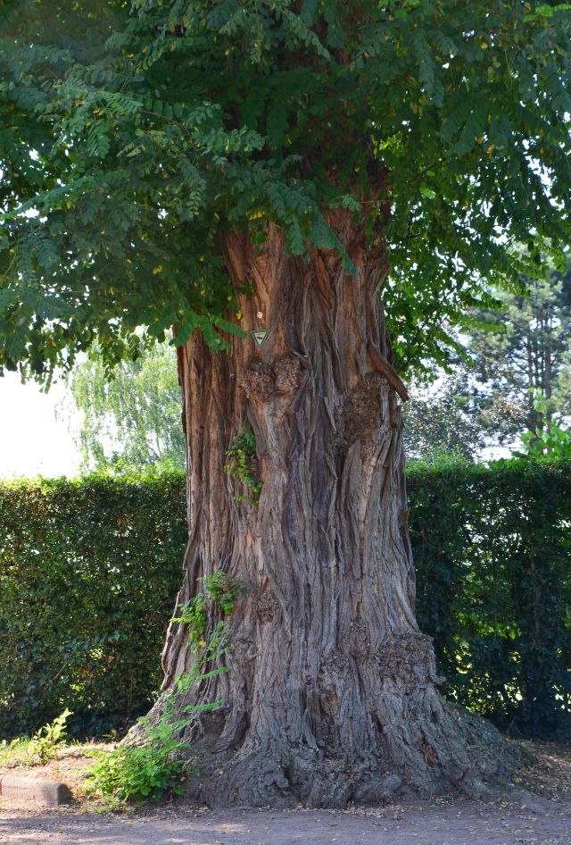 Robinia pseudoacacia - Unteramern - 2019
