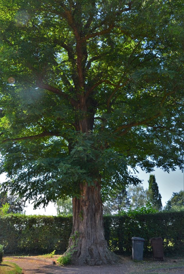 Robinia pseudoacacia - Unteramern - 2019
