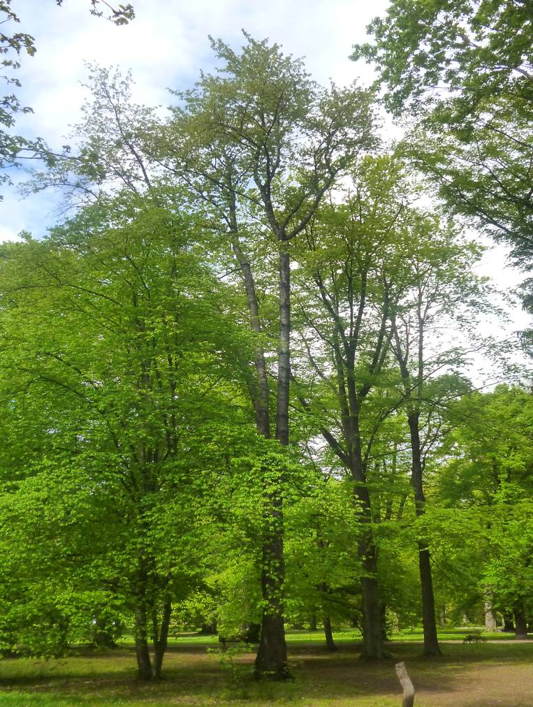 avium Prunus subsp. avium