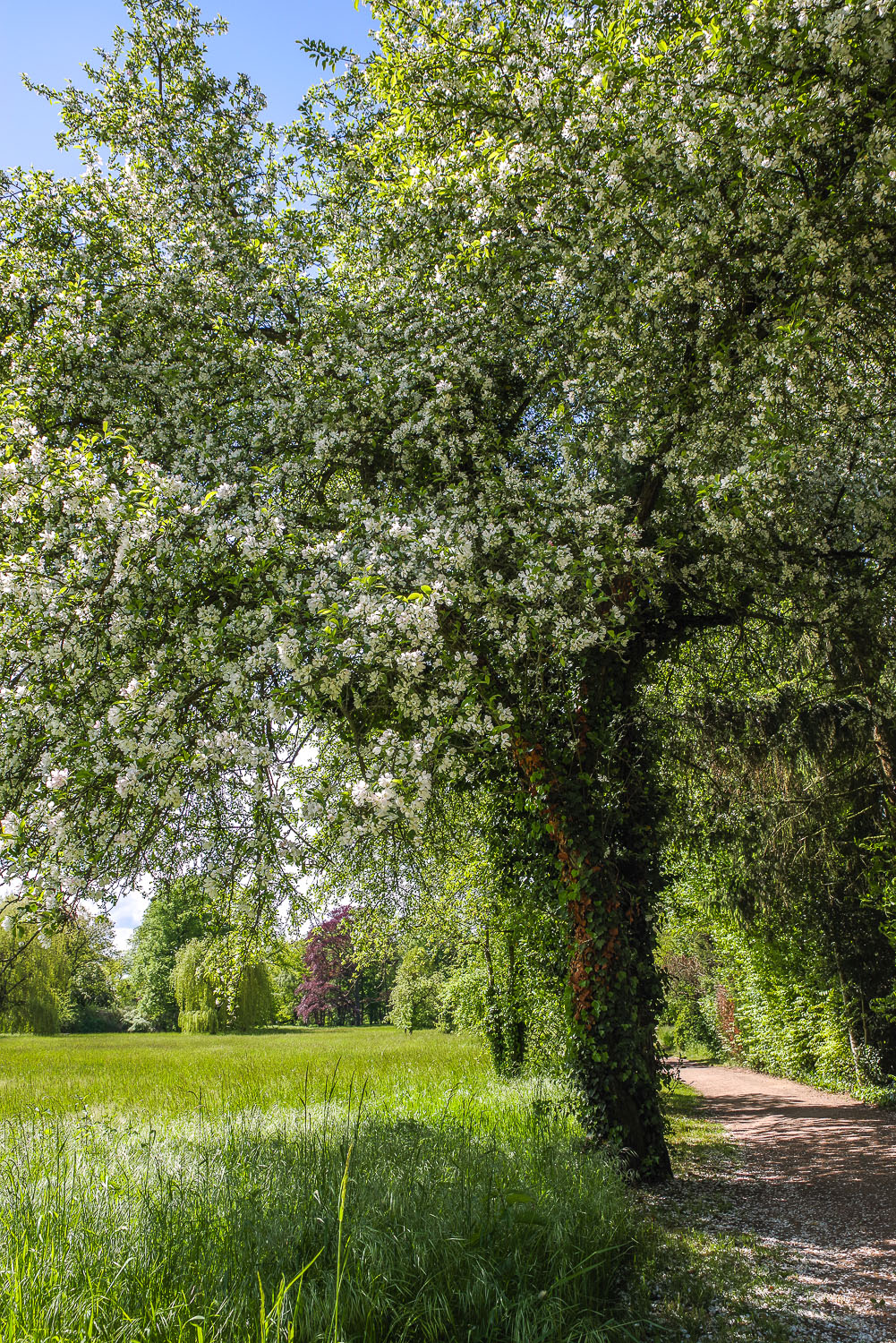 Malus prunifolia