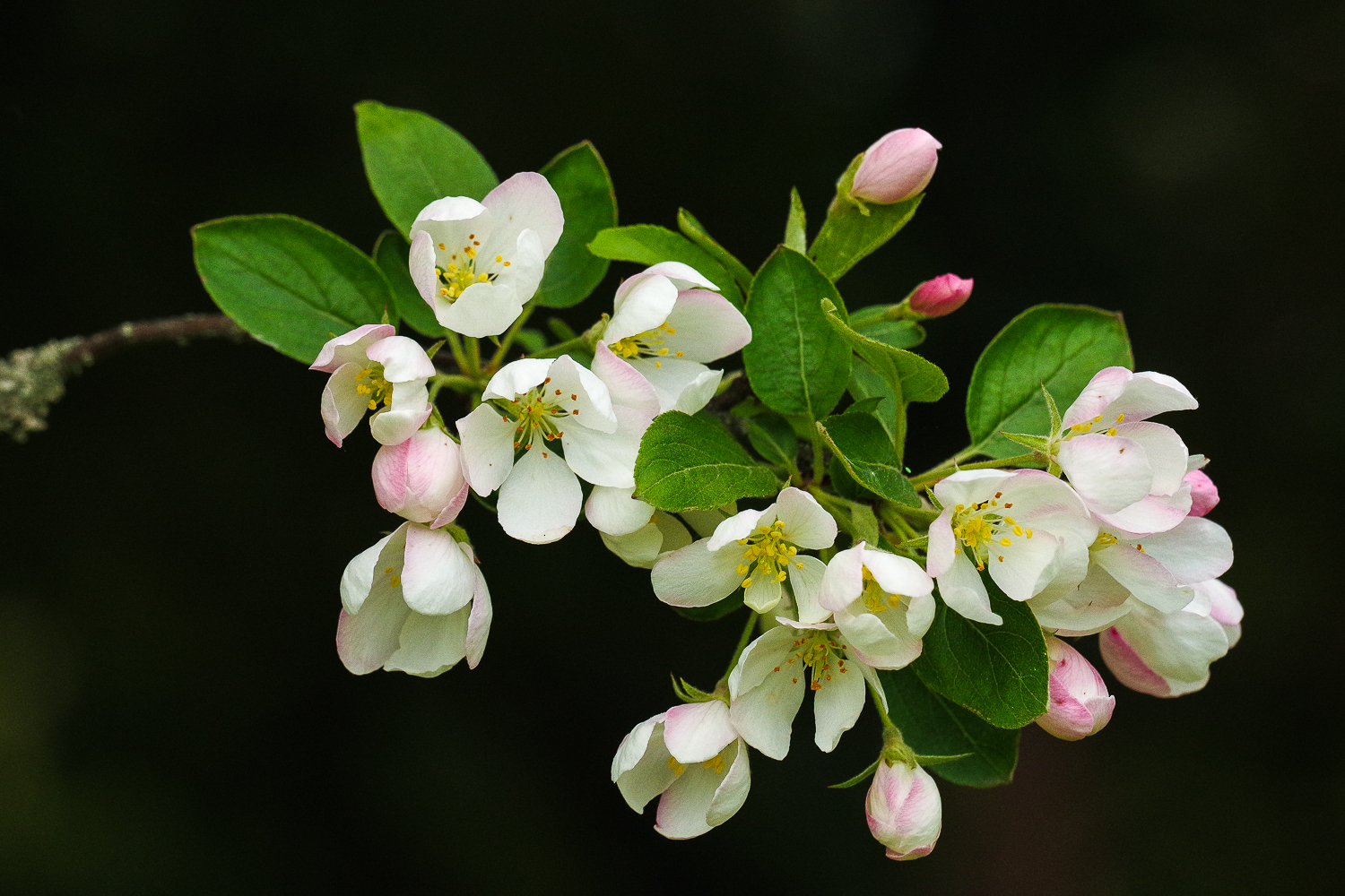 Malus prunifolia im Schlosspark Marquardt (Potsdam)