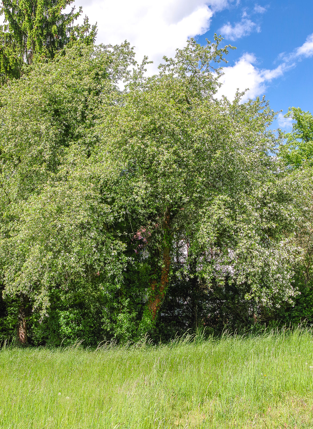 Malus prunifolia im Schlosspark Marquardt (Potsdam)