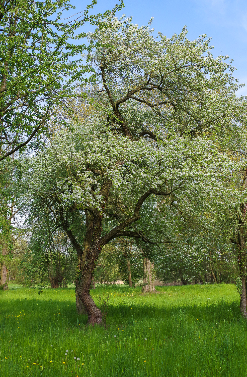 pyrifolia Pyrus