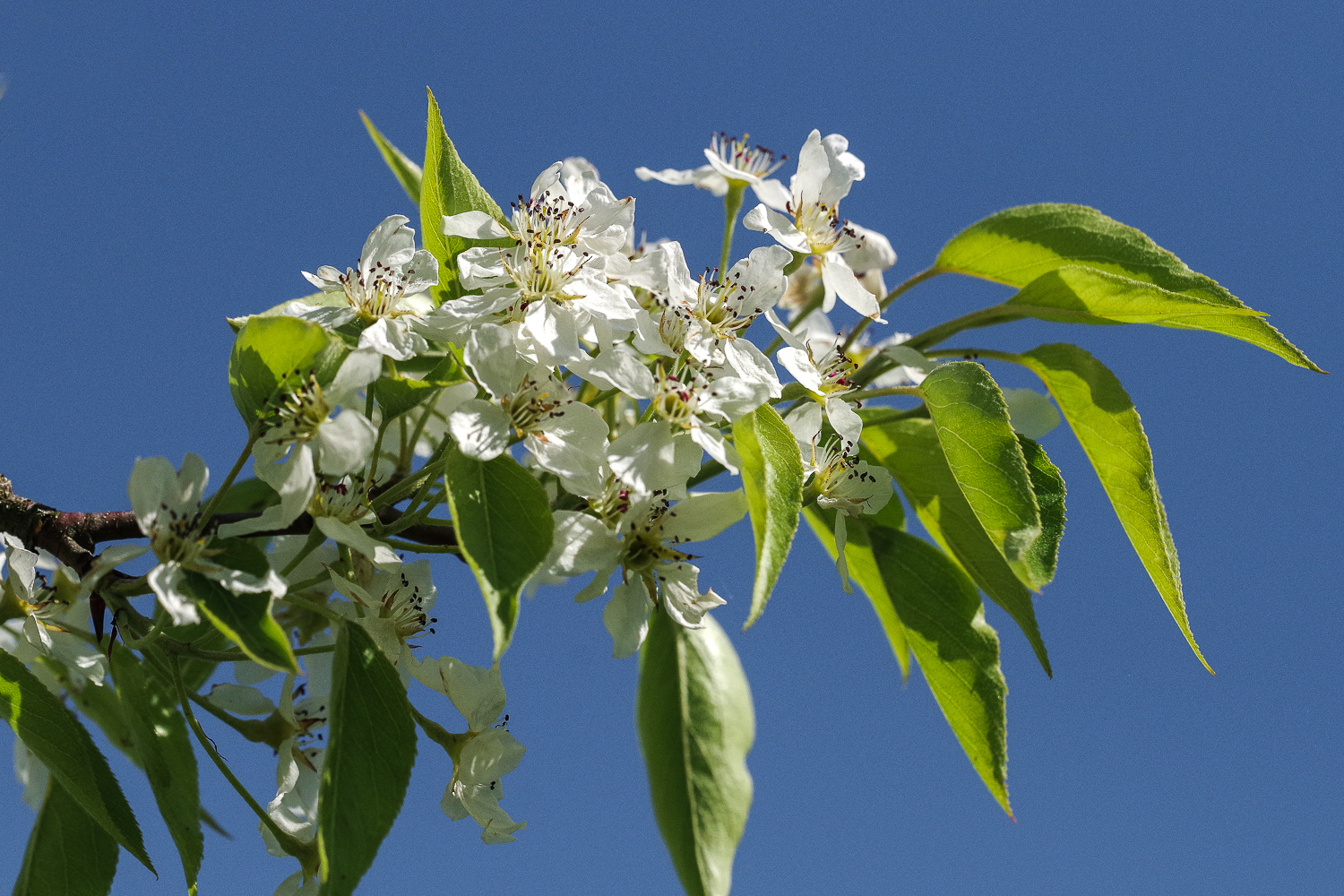 Pyrus pyrifolia - Schlosspark Marquardt - Mai 2021