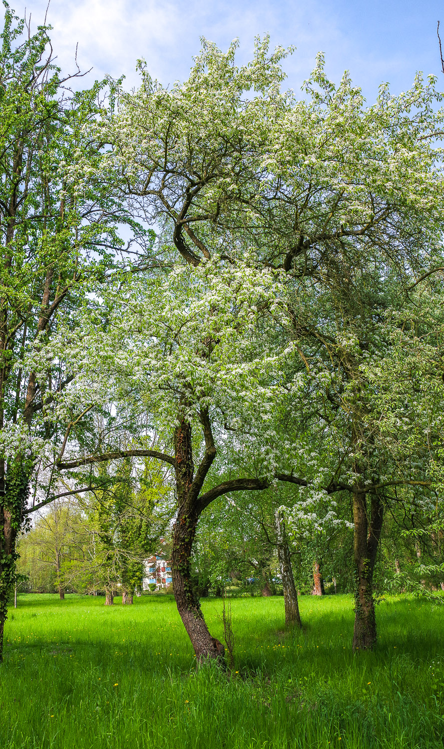 Pyrus pyrifolia - Schlosspark Marquardt - Mai 2021