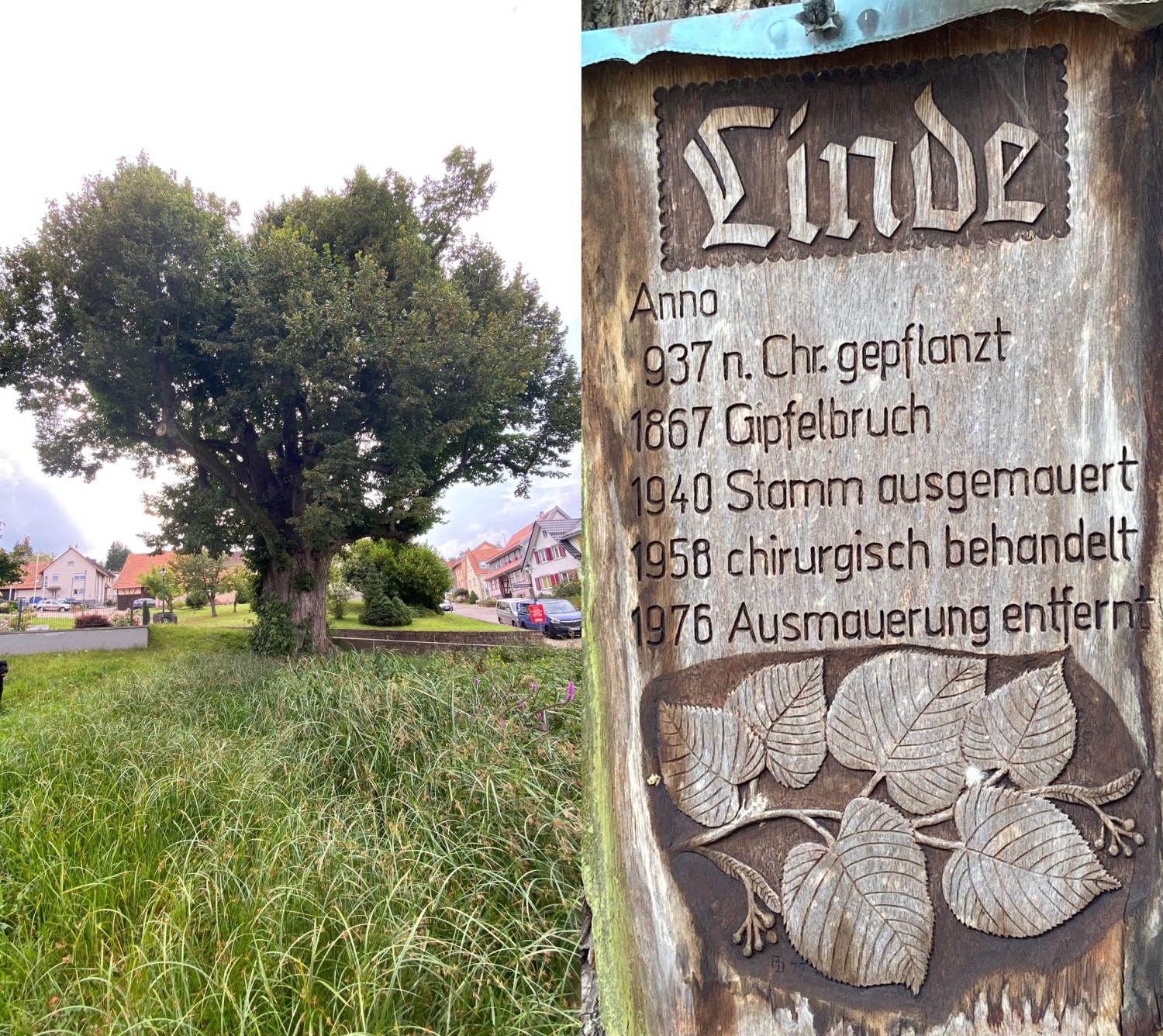 Habitus belaubt & Baumtafel, September 2021