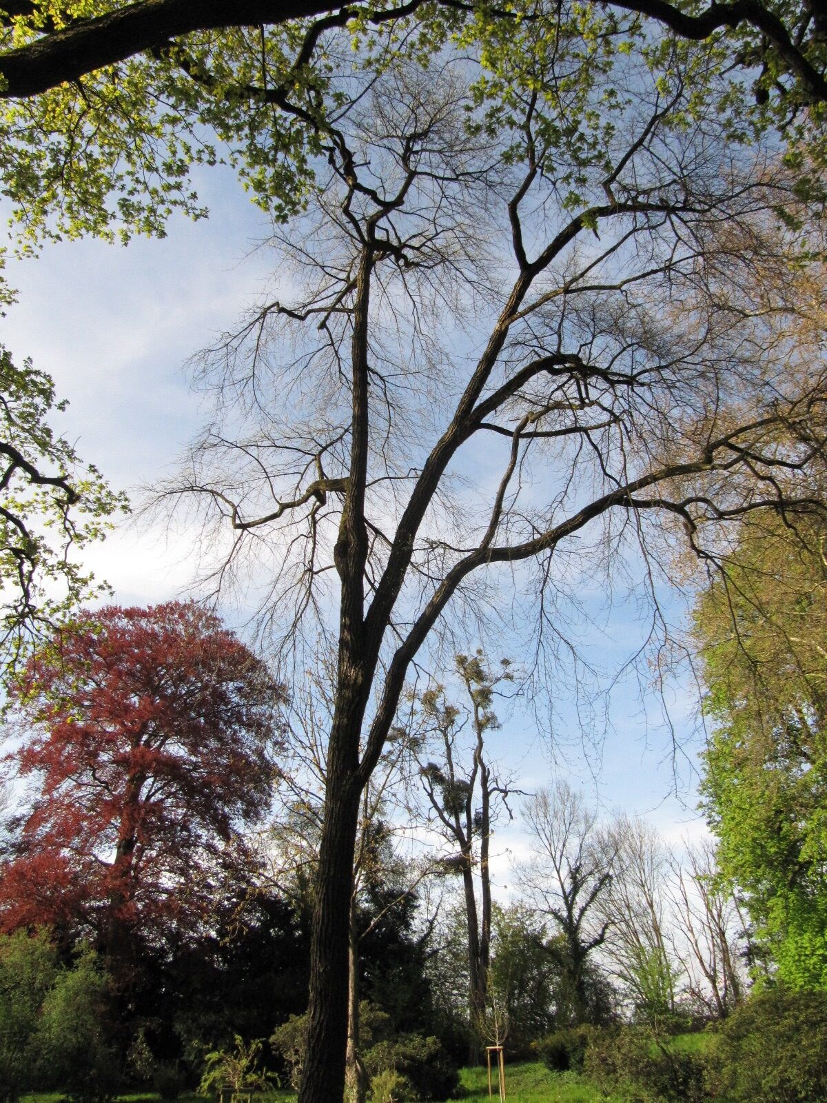 Nyssa sylvatica
