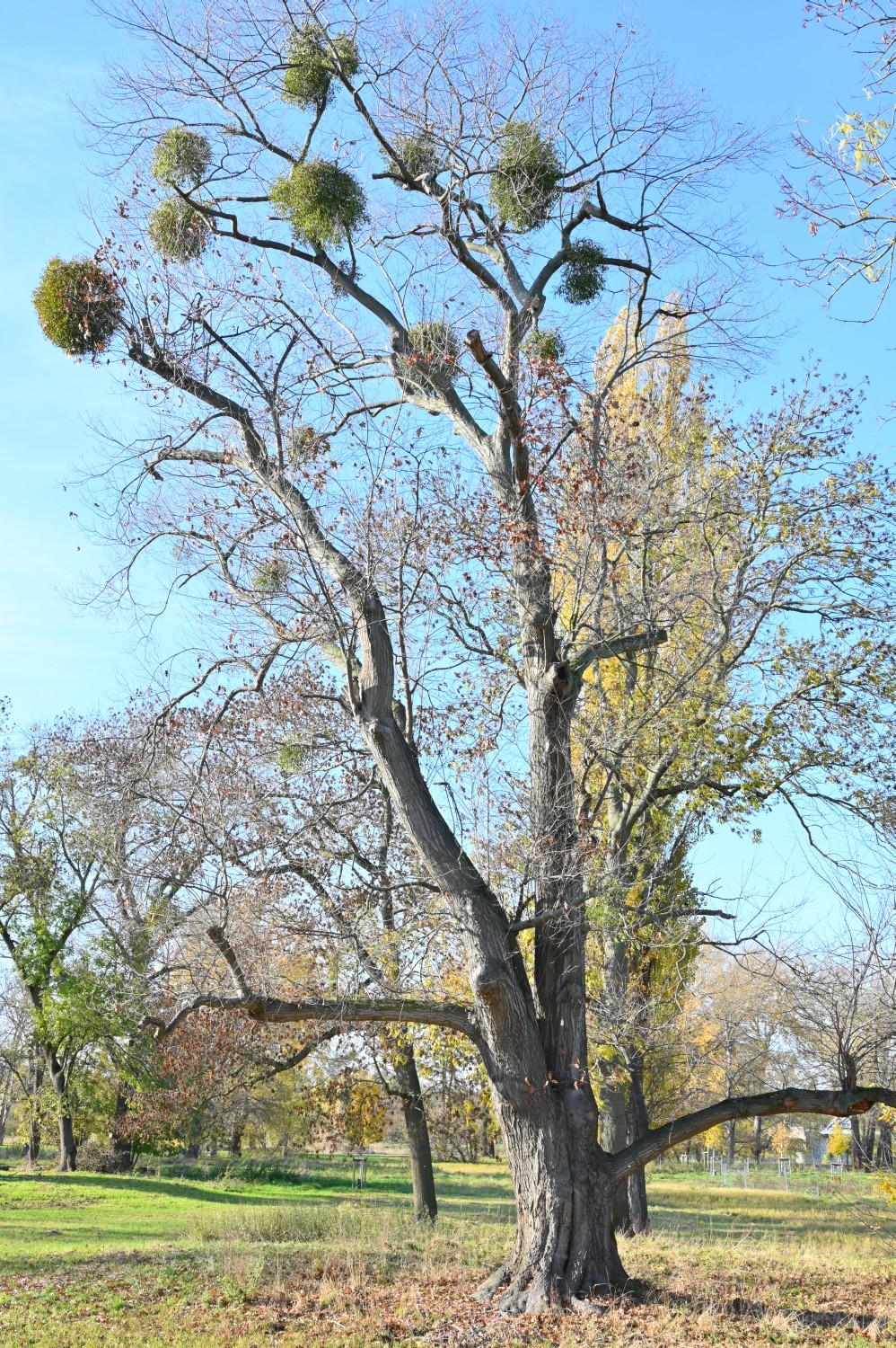 Quercus rubra