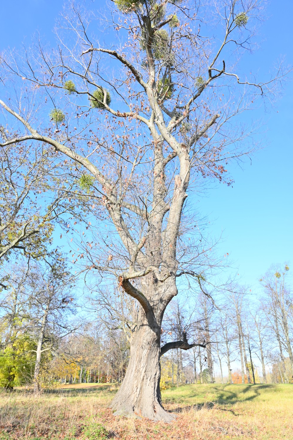 Quercus rubra - Magdeburg, Rotehornpark - 2021