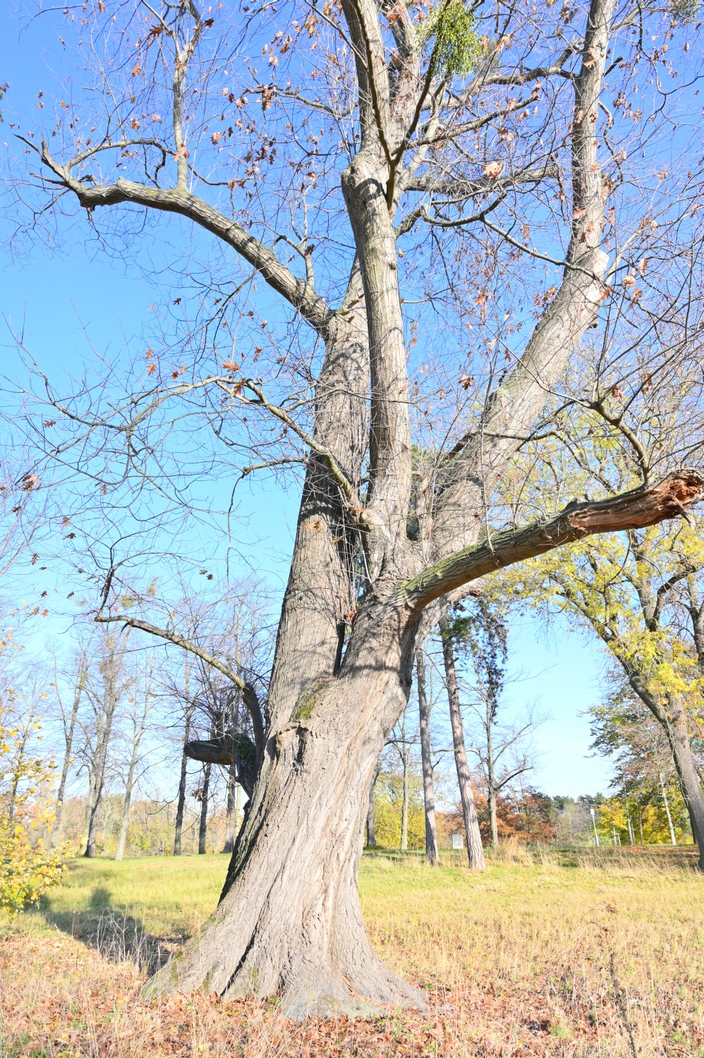 Quercus rubra - Magdeburg, Rotehornpark - 2021