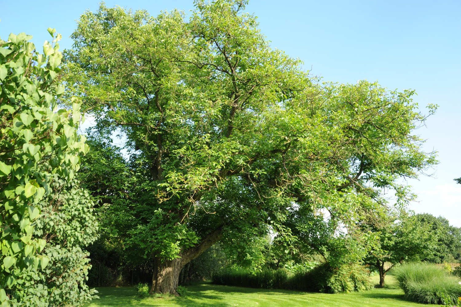 Juglans regia - Wegendorf - 2011