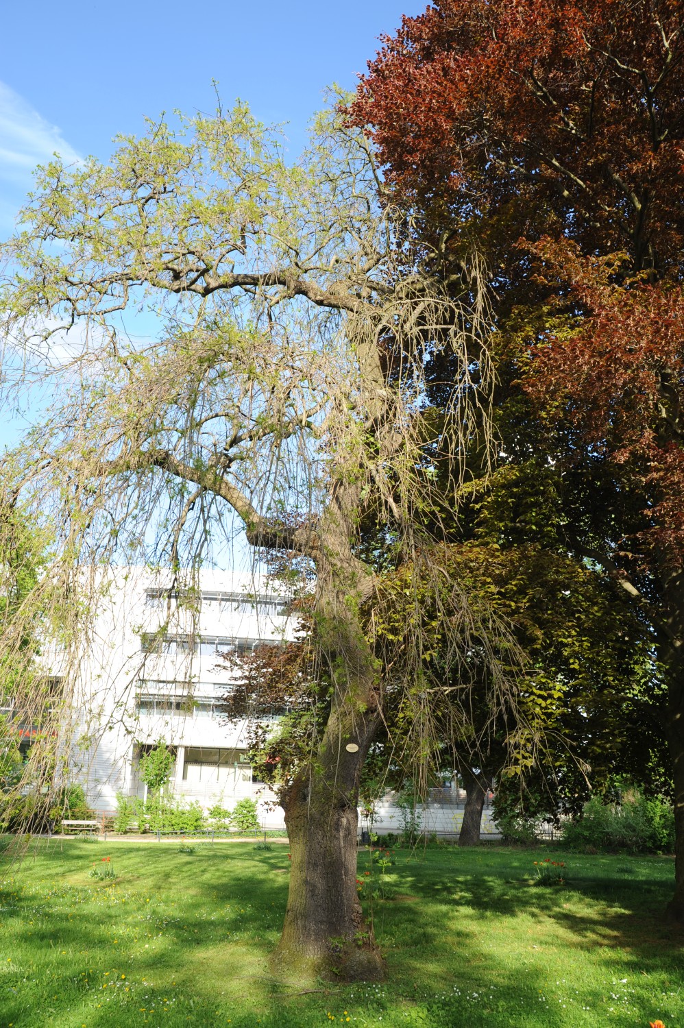 'Pendula' excelsior Fraxinus