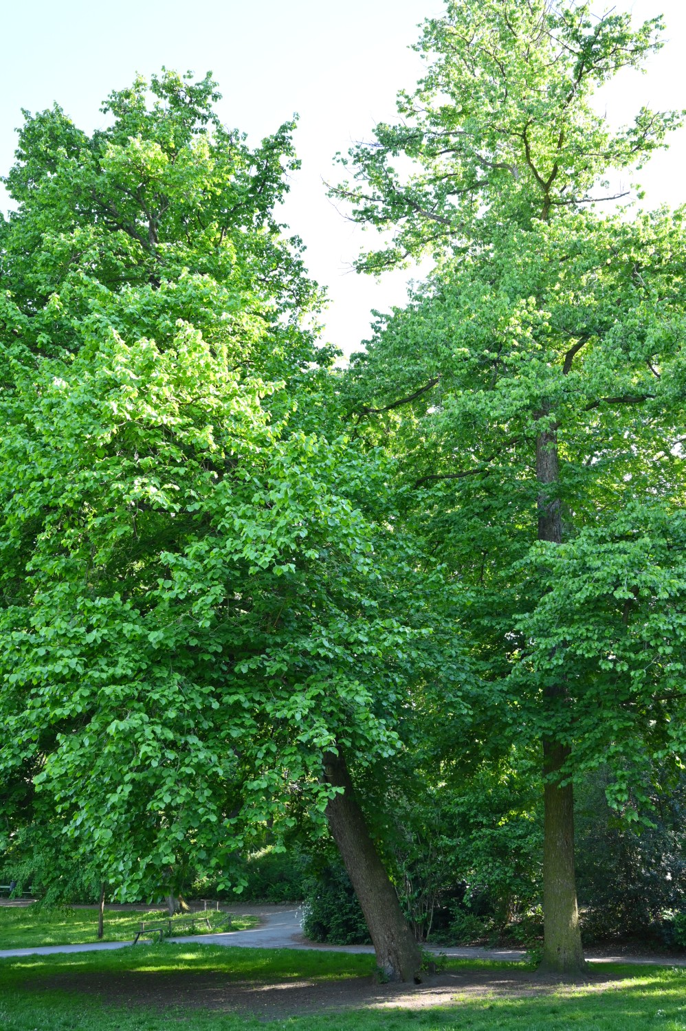 colurna Corylus