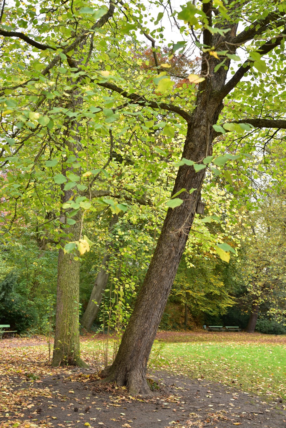 Baumhasel - Berlin, Lietzenseepark - 2017