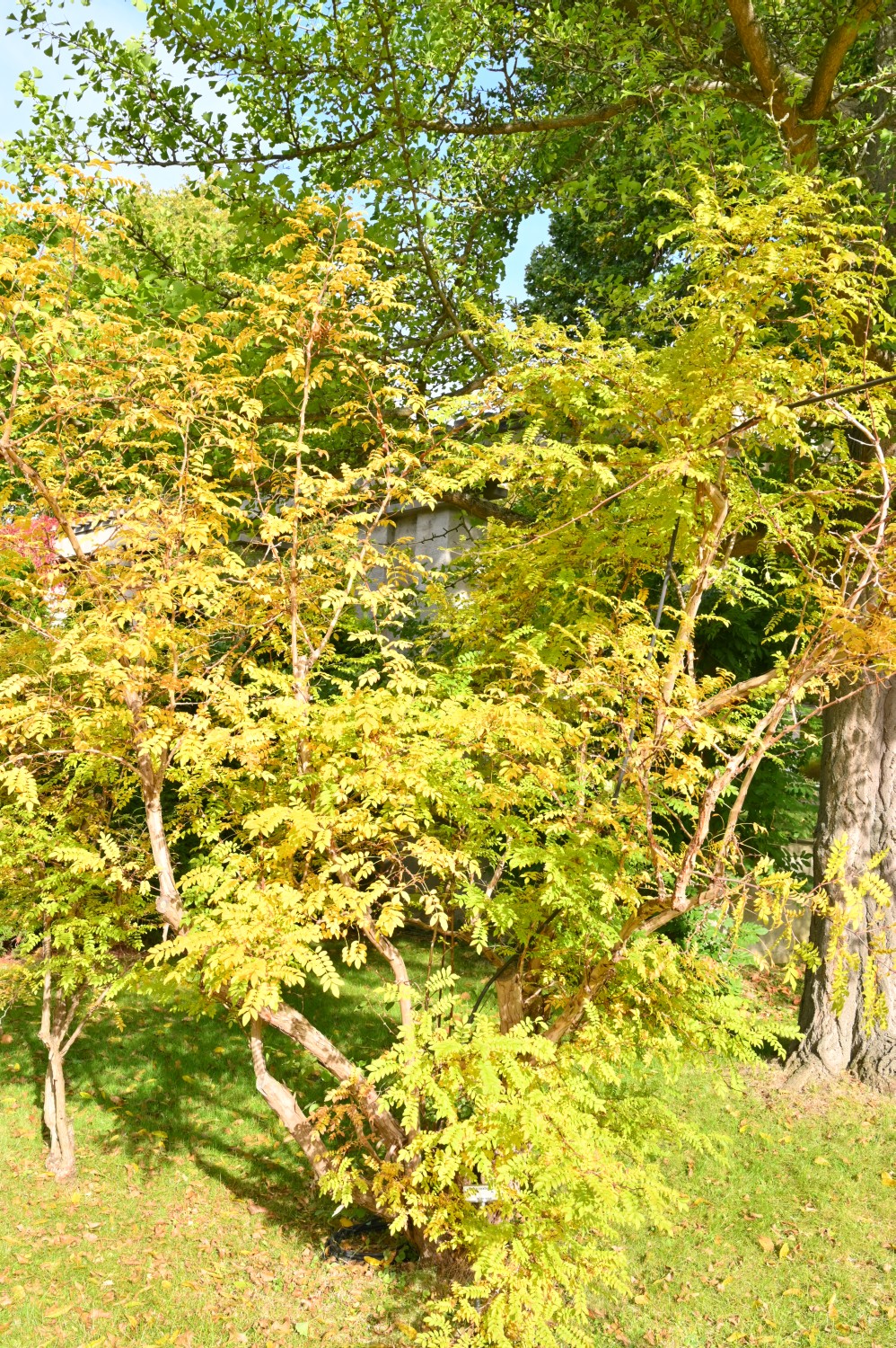Rosa roxburghii