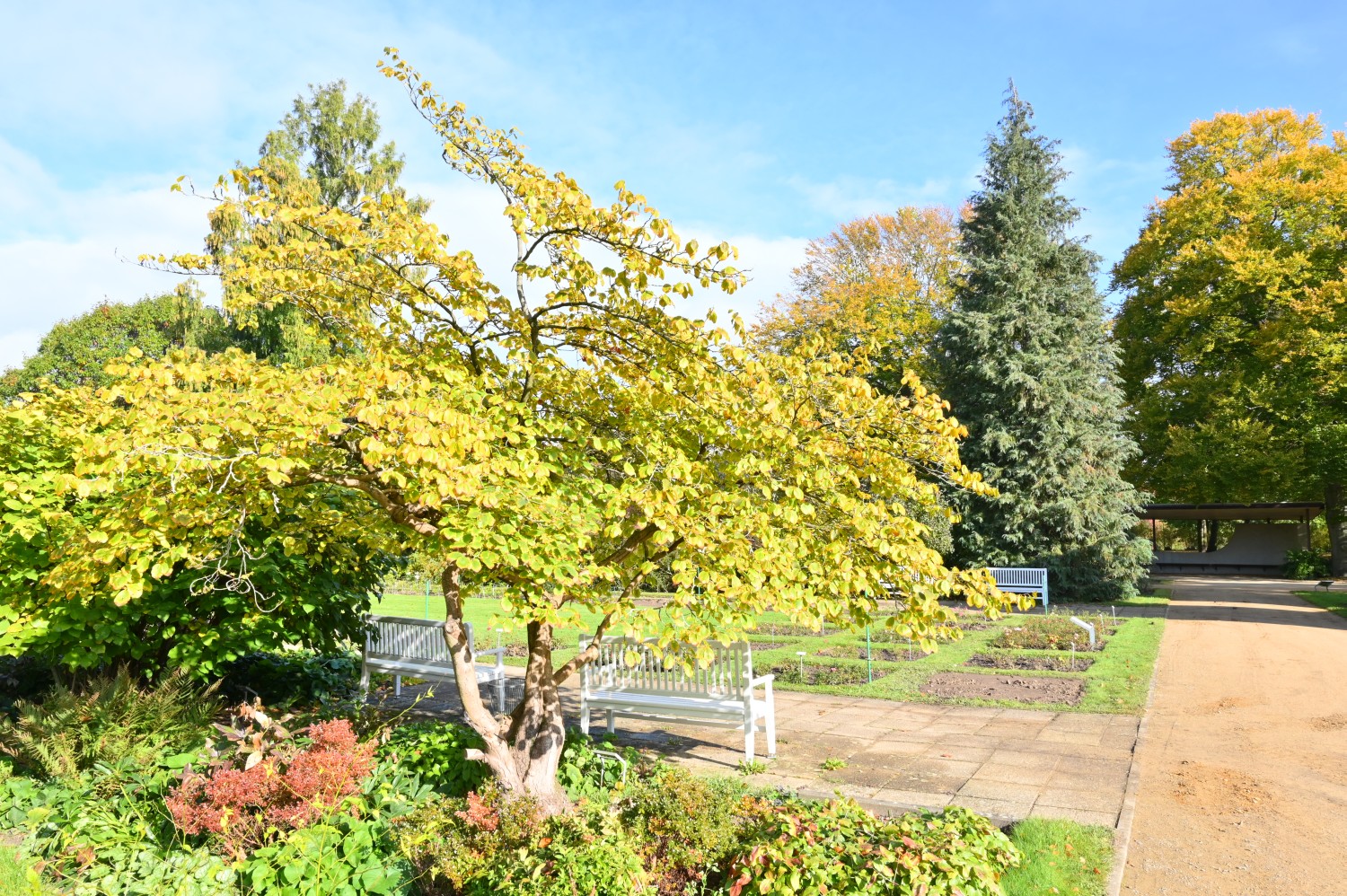 Hamamelis virginiana