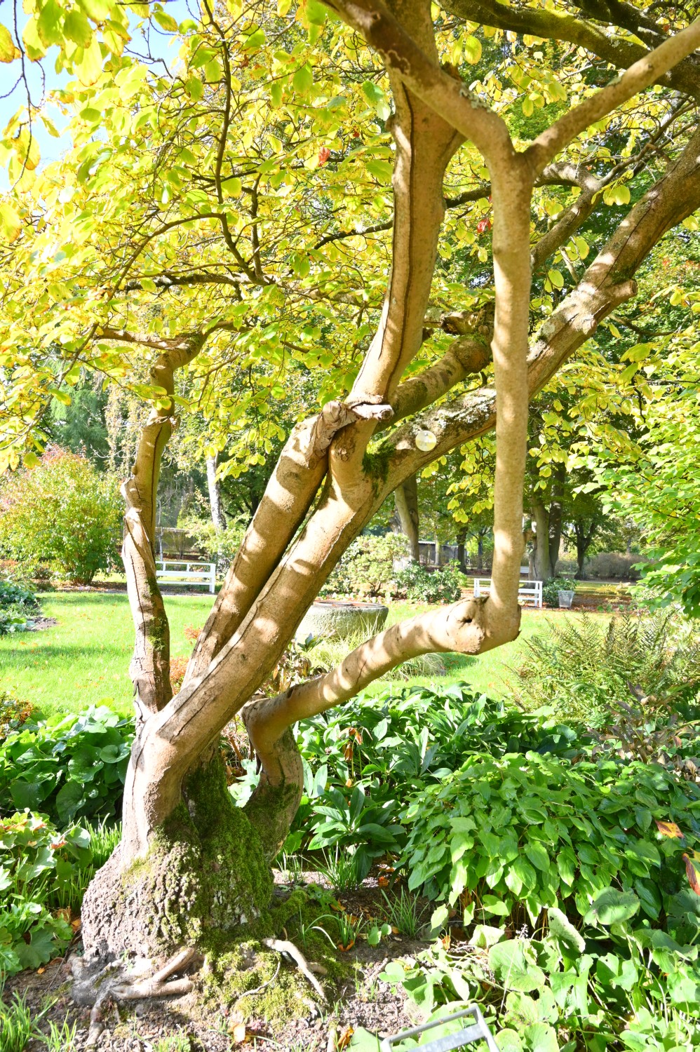 Hamamelis virginiana - Forst (Lausitz), Rosengarten - 2021