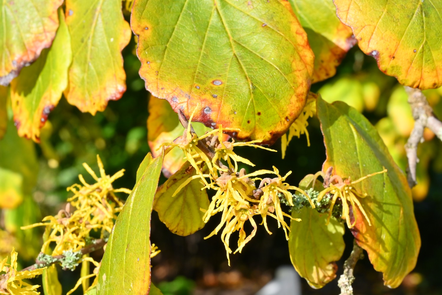 Hamamelis virginiana - Forst (Lausitz), Rosengarten - 2021