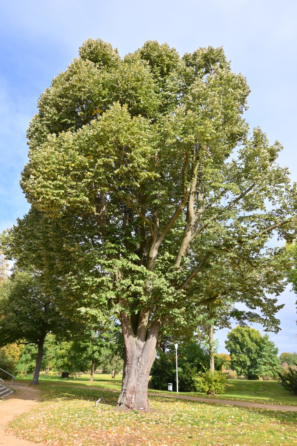 Tilia tomentosa