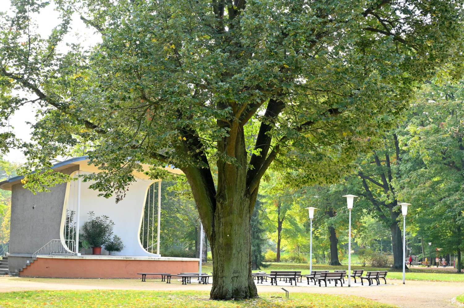 Silber-Linde - Forst (Lausitz), Rosengarten - 2021