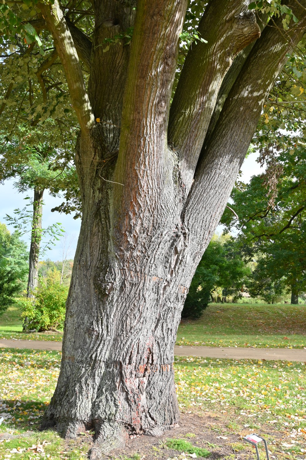 Silber-Linde - Forst (Lausitz), Rosengarten - 2021