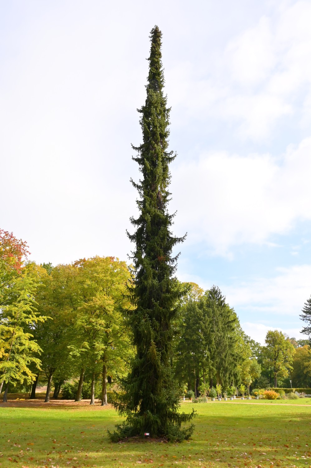 omorika Picea
