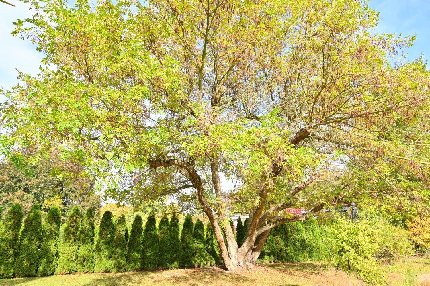 Pterocarya stenoptera