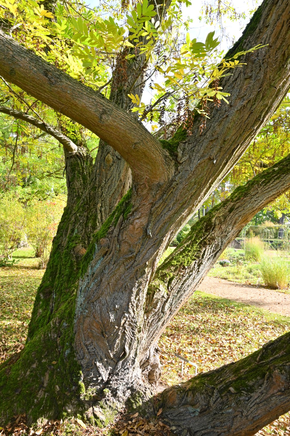 Pterocarya stenoptera - Forst (Lausitz), Rosengarten - 2021