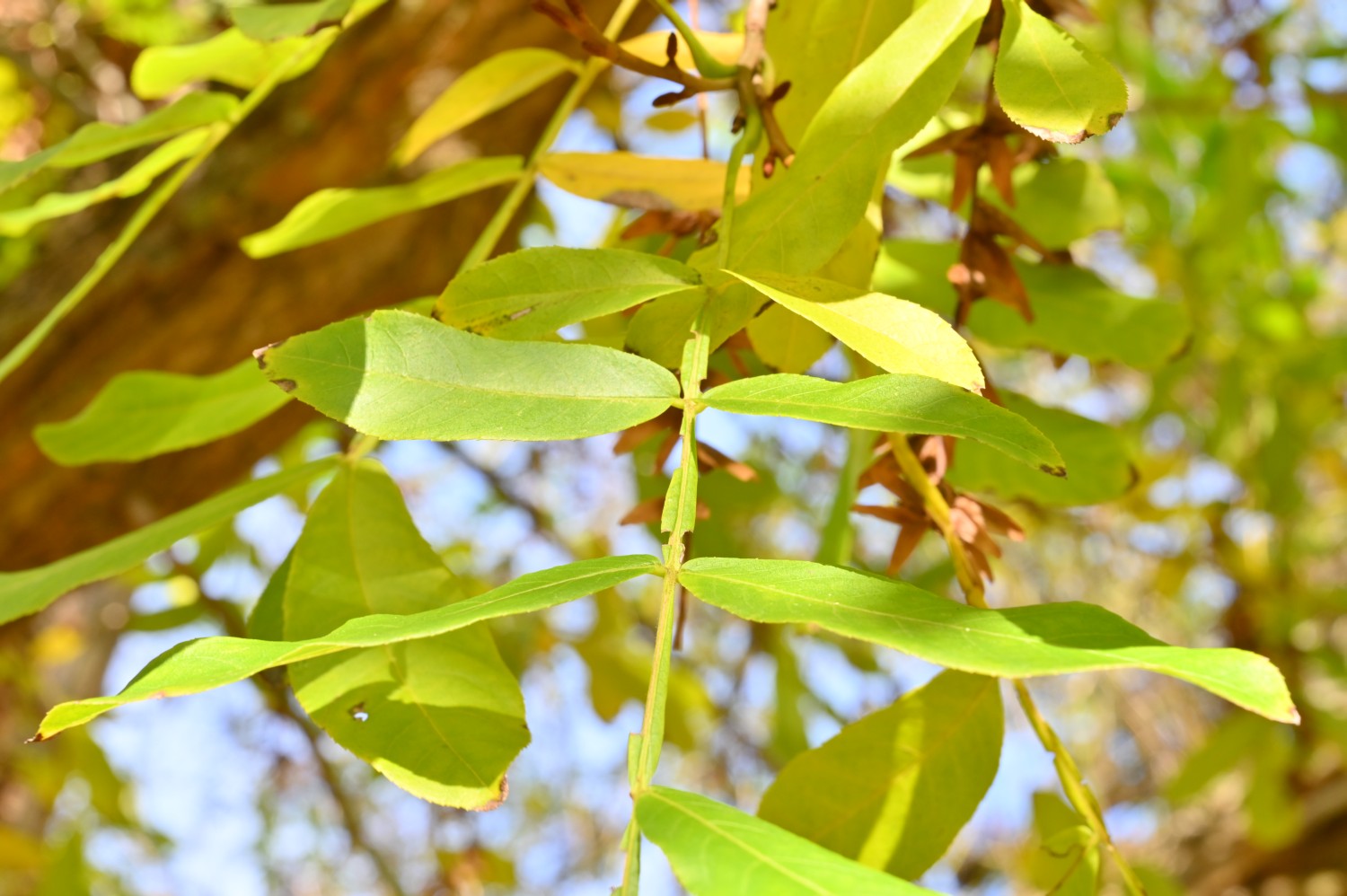 Pterocarya stenoptera - Forst (Lausitz), Rosengarten - 2021