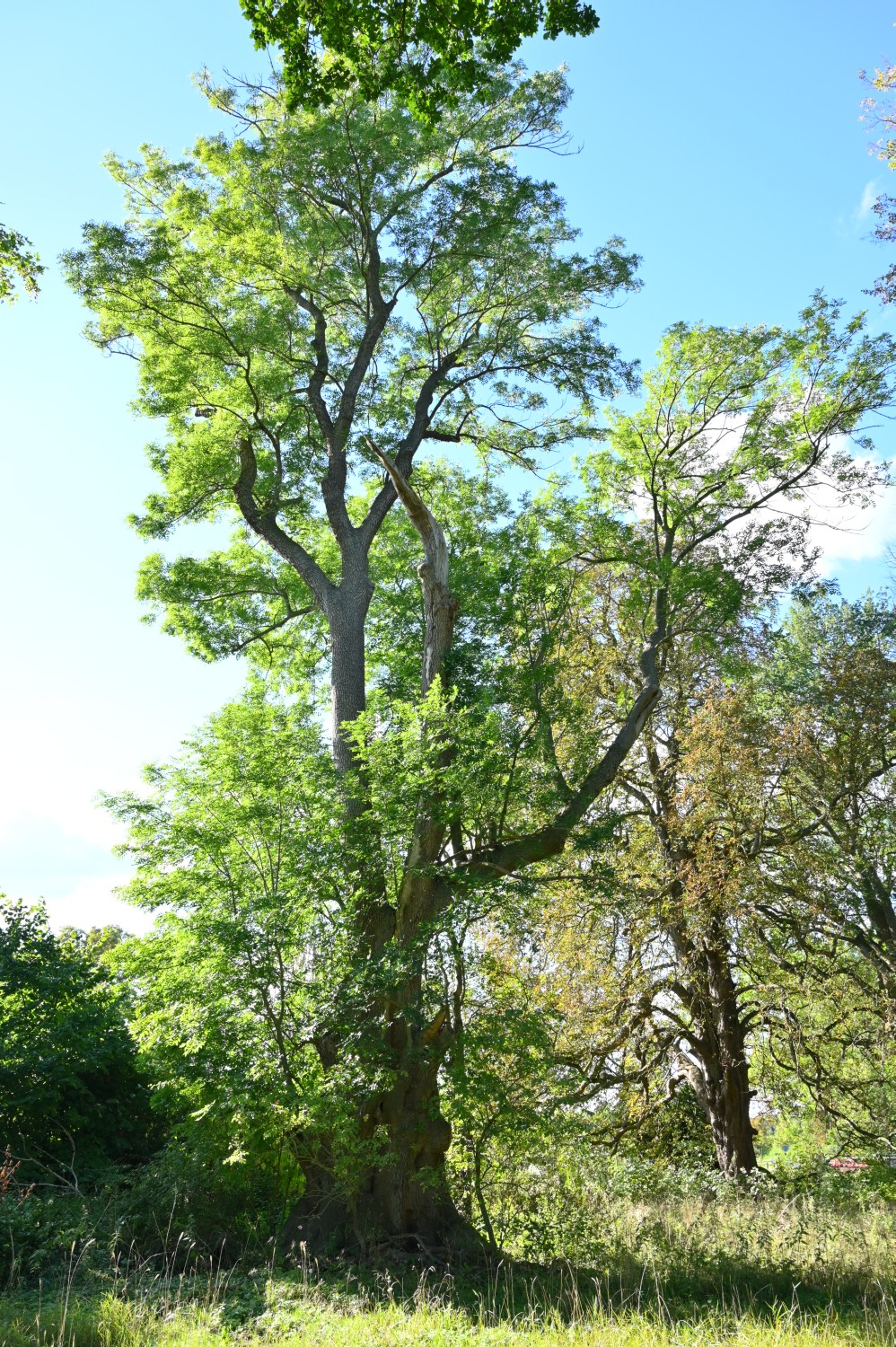 Fraxinus excelsior - Grambow - 2022