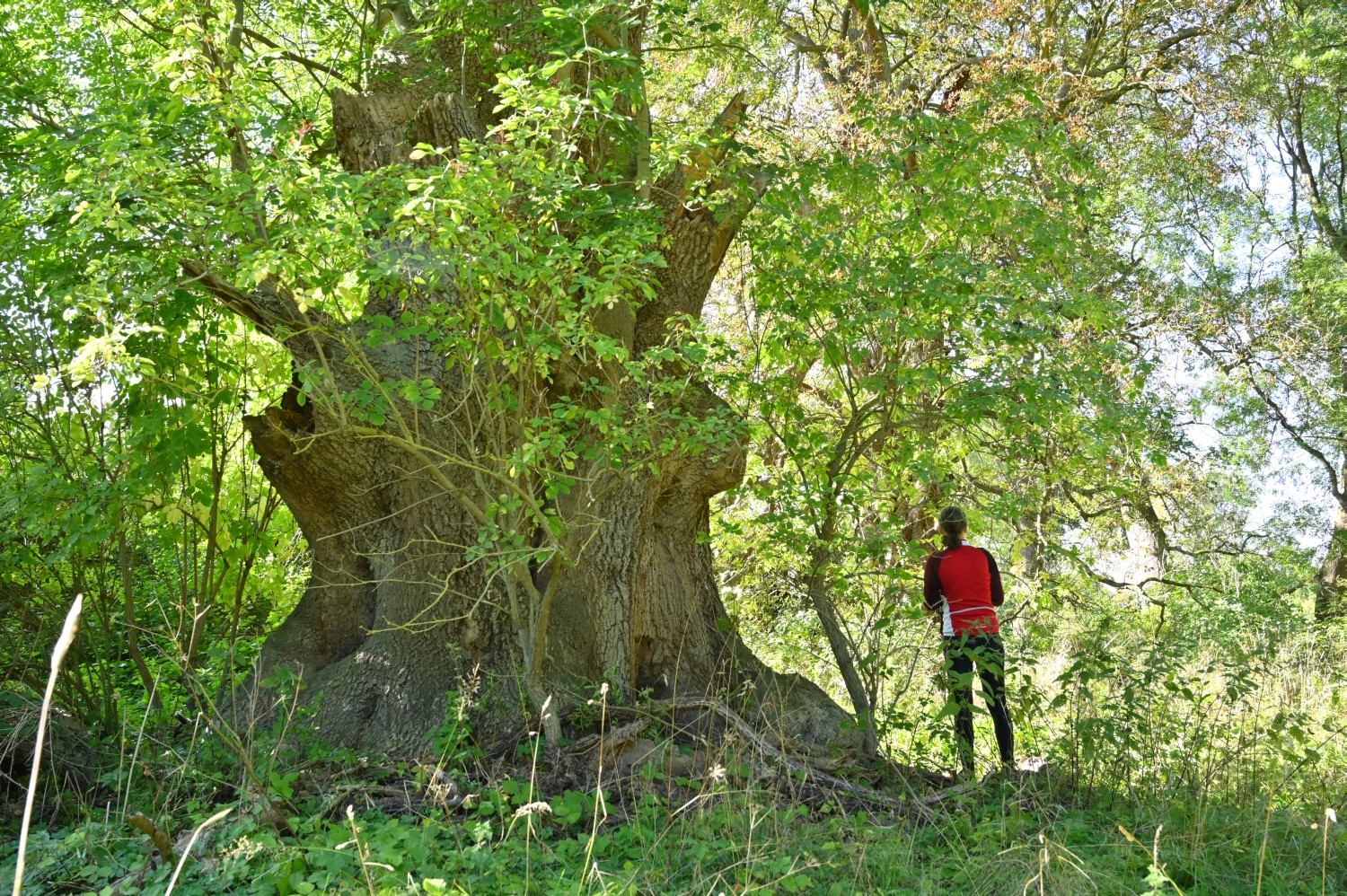 Fraxinus excelsior - Grambow - 2022