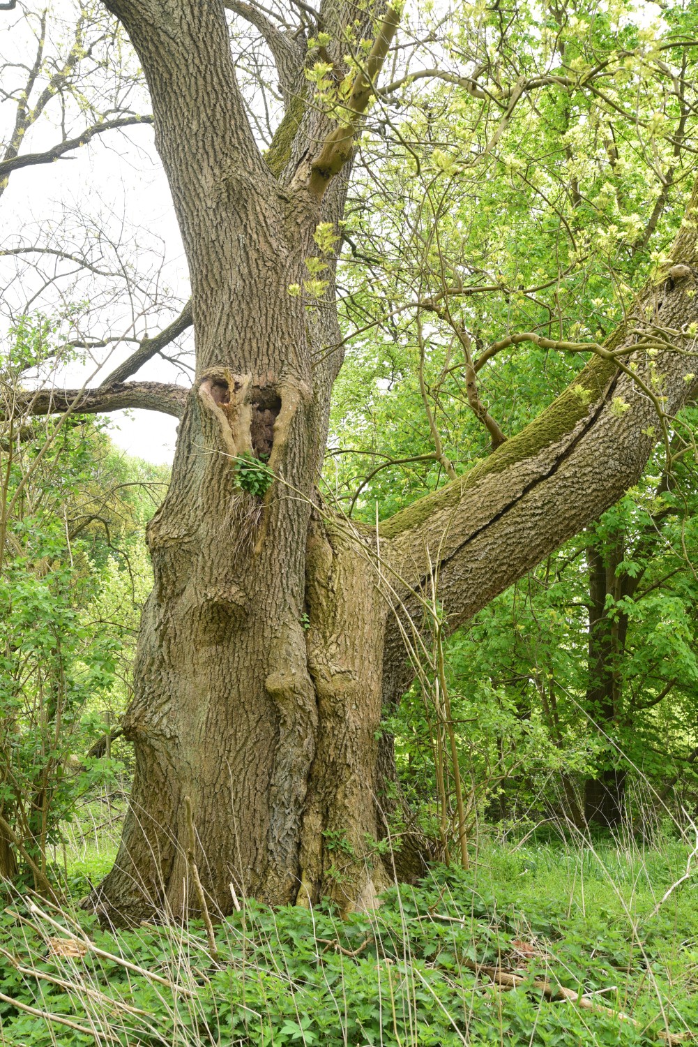 Fraxinus excelsior - Grambow - 2015