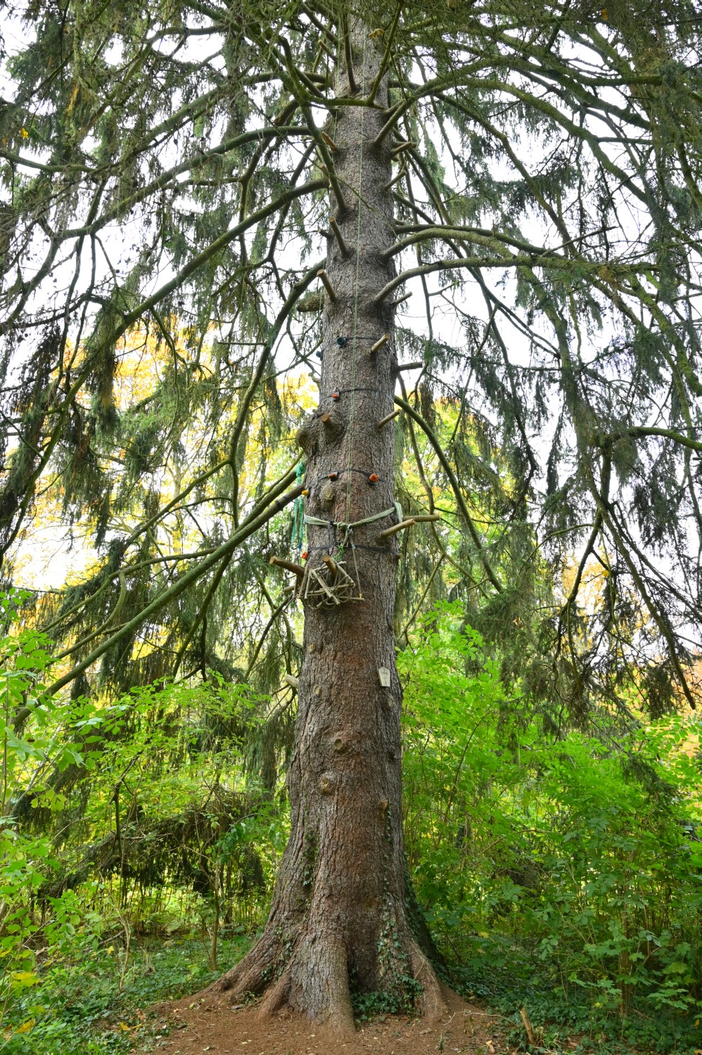 abies Picea