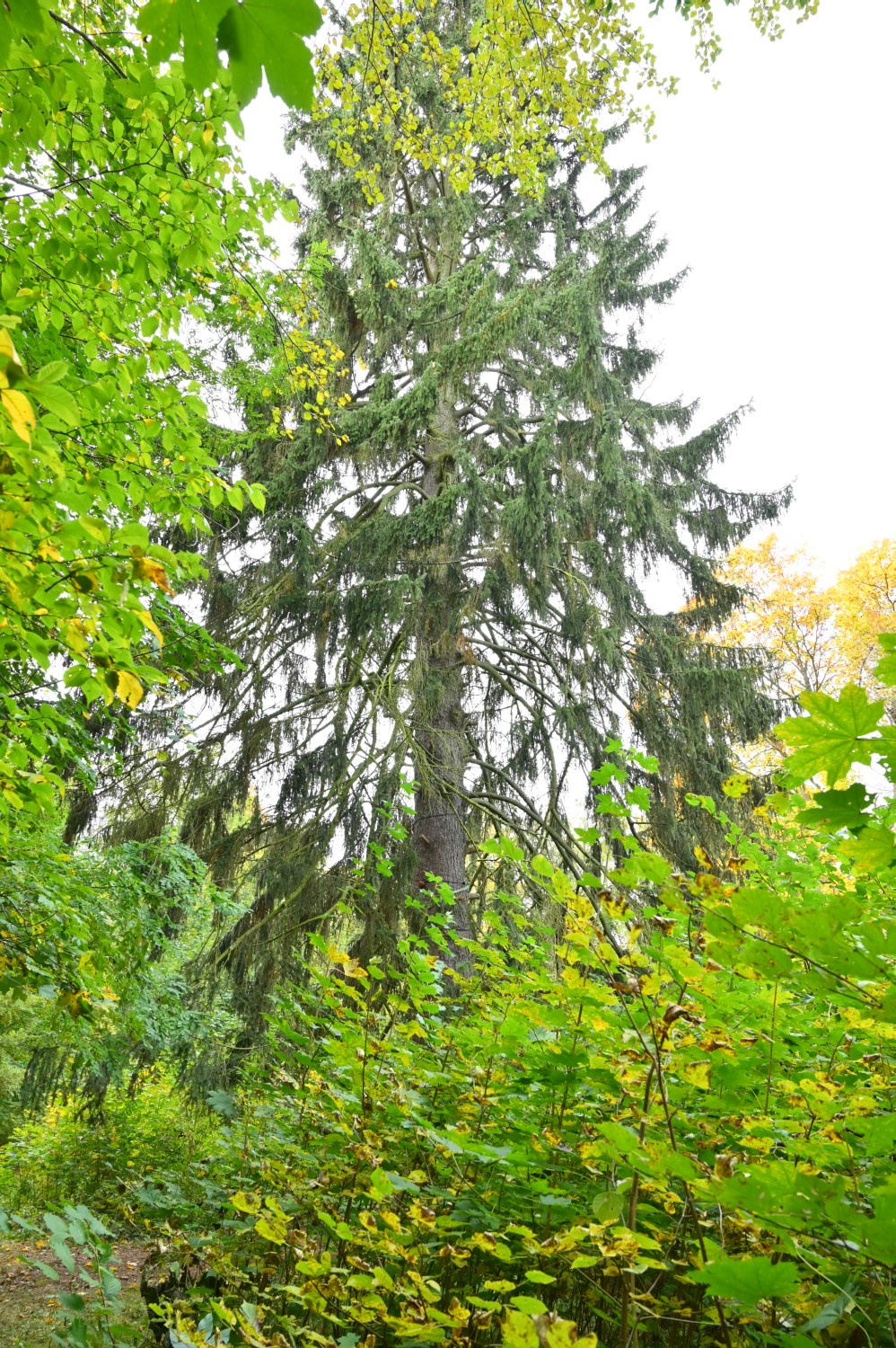 Picea abies - Kröchlendorff - 2021