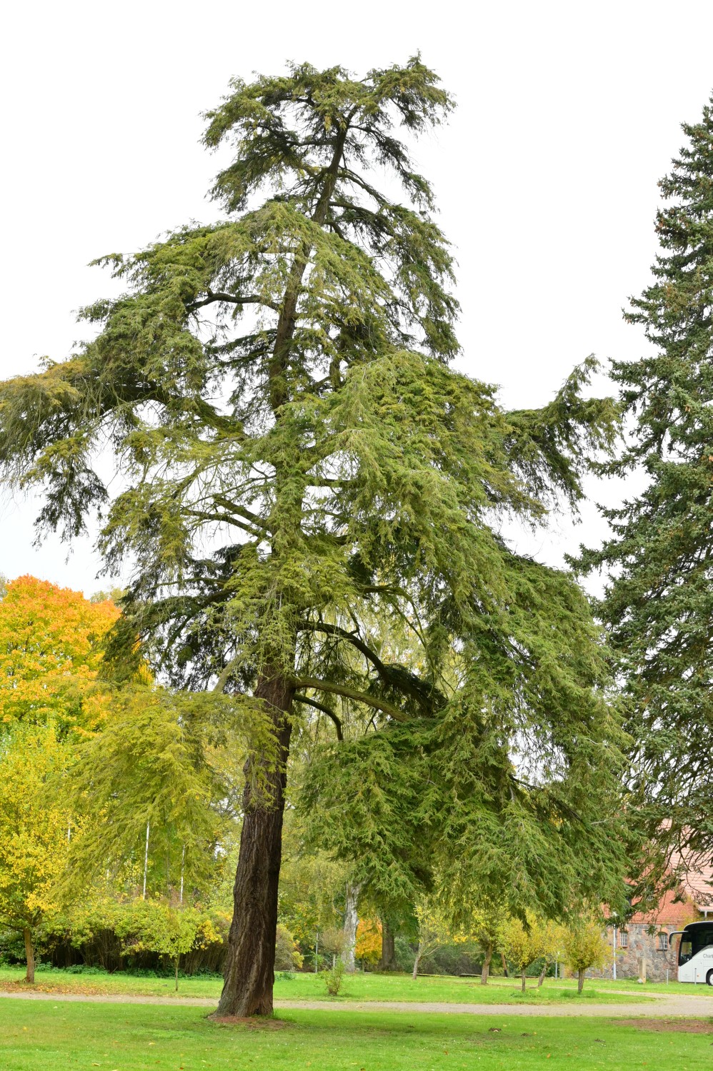 Tsuga canadensis - Kröchlendorff - 2021