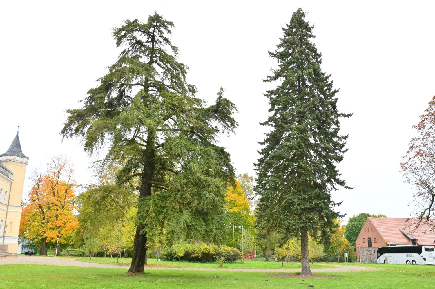 Tsuga canadensis - Kröchlendorff - 2021