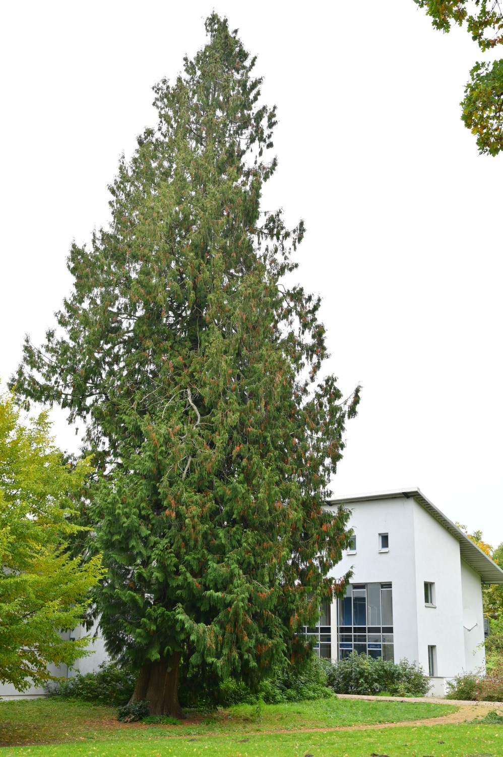 plicata Thuja
