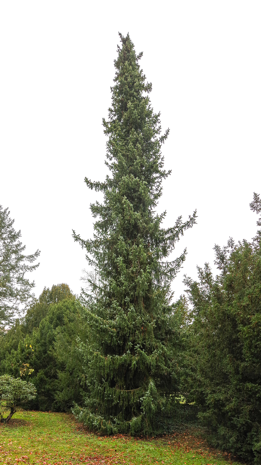 omorika Picea
