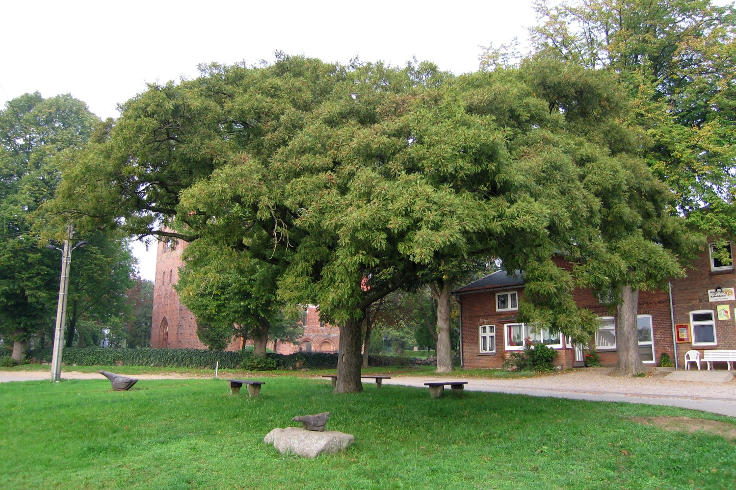 Quercus robur 'Pectinata' - Neuburg - 2006