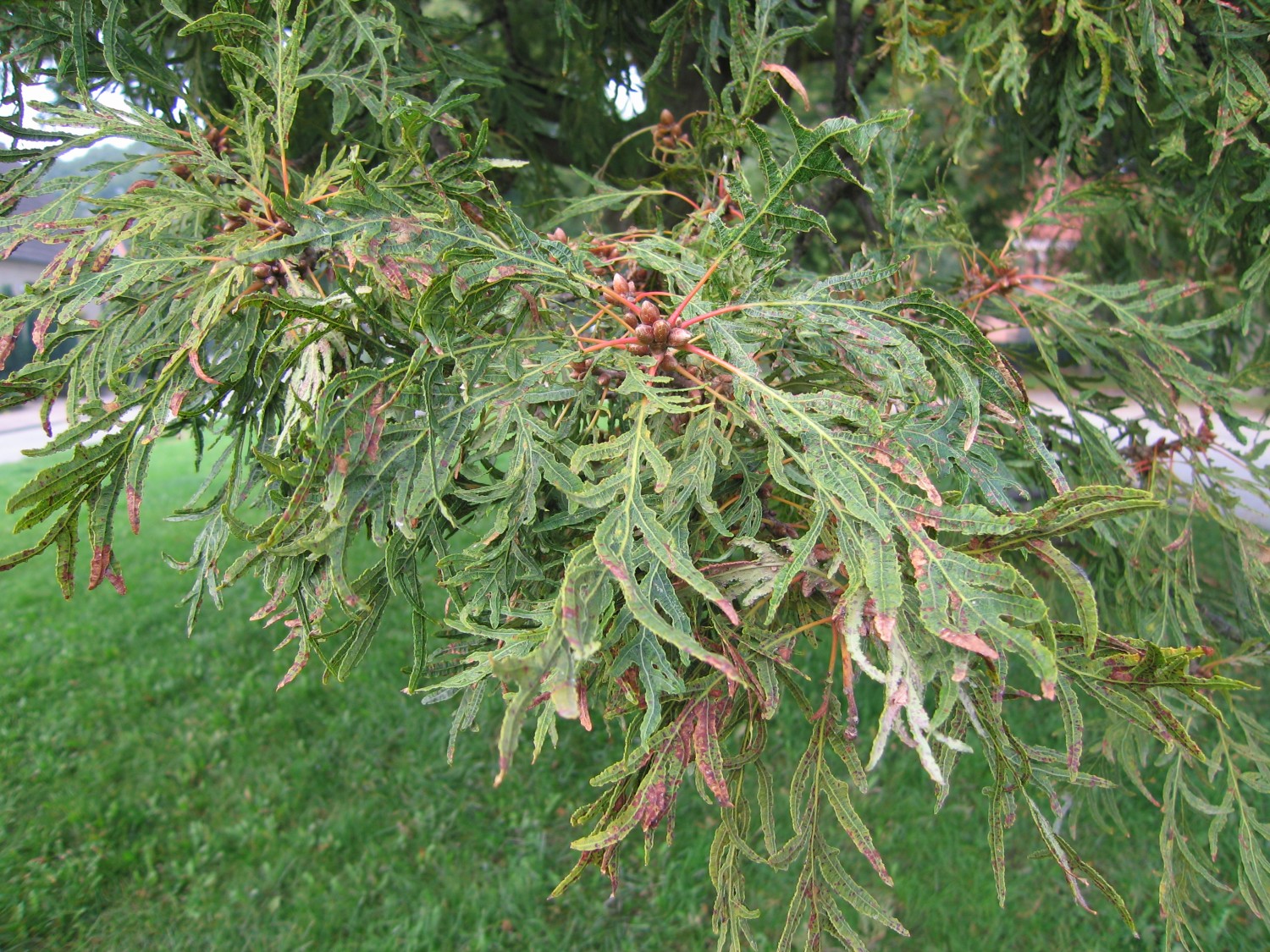 Quercus robur 'Pectinata' - Neuburg - 2006