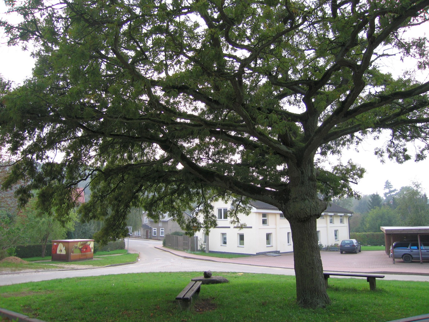 Quercus robur 'Pectinata' - Neuburg - 2006
