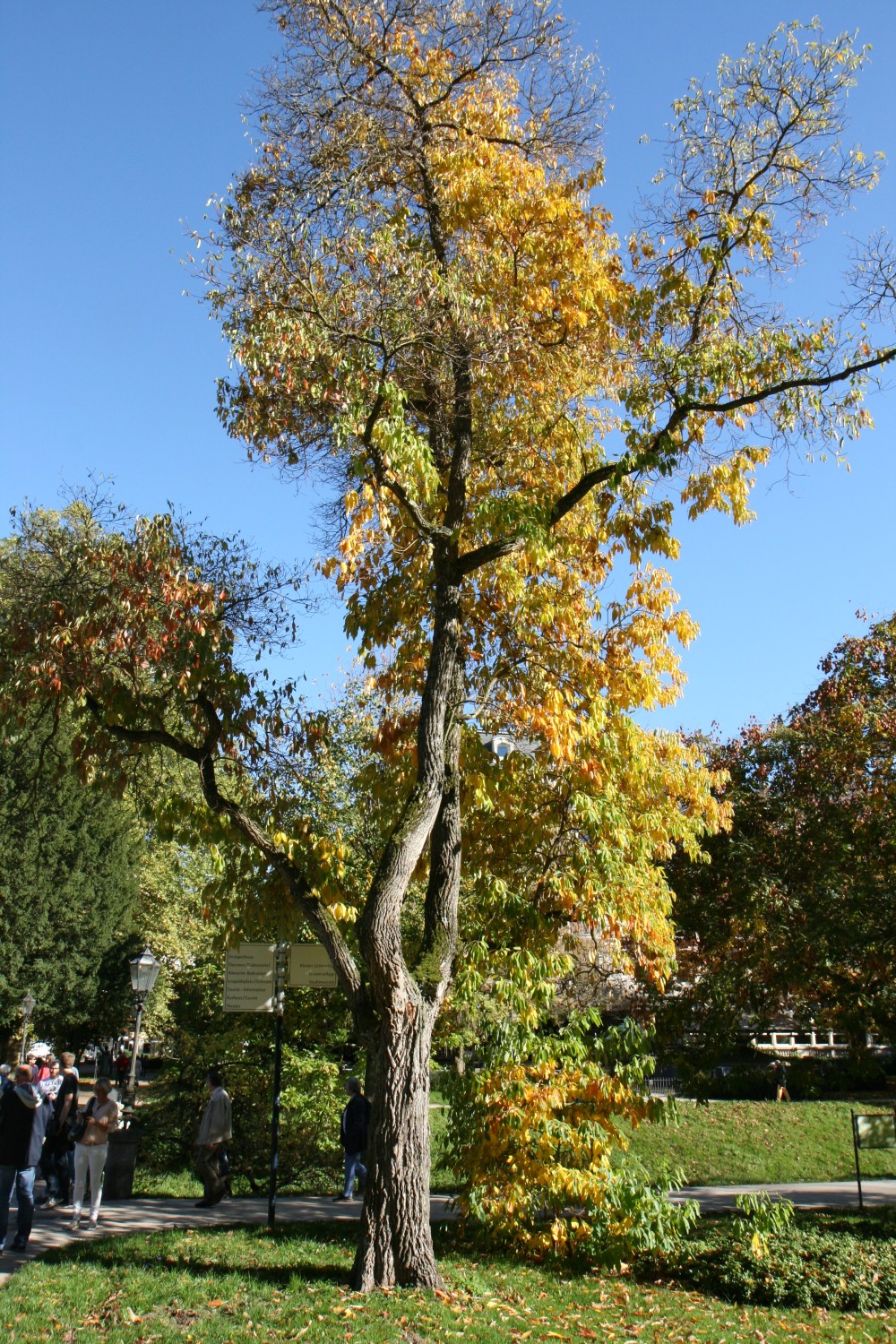 albidum Sassafras