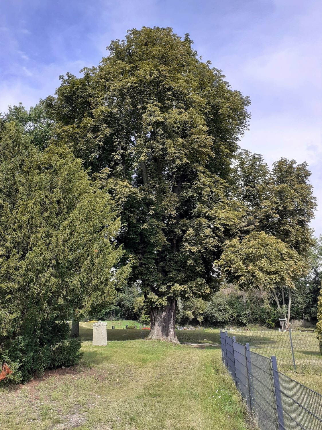 Aesculus hippocastanum - Harbke - 2020