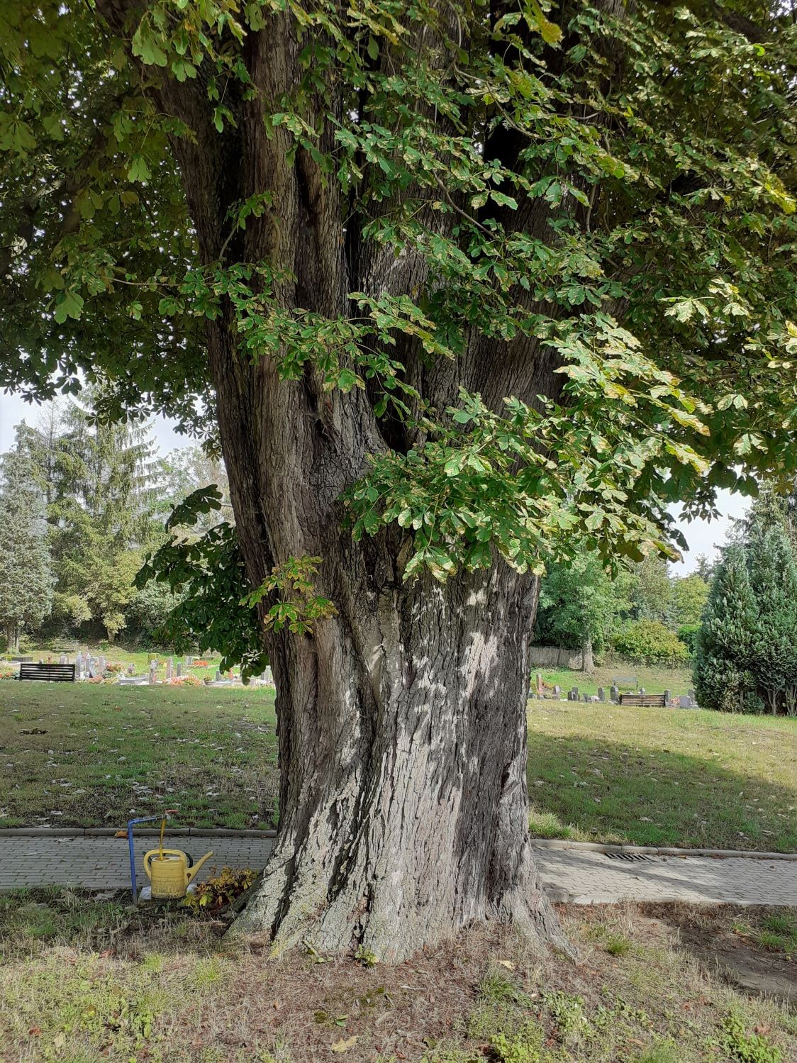 Aesculus hippocastanum - Harbke - 2020