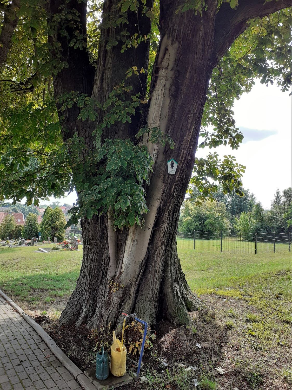Aesculus hippocastanum - Harbke - 2020