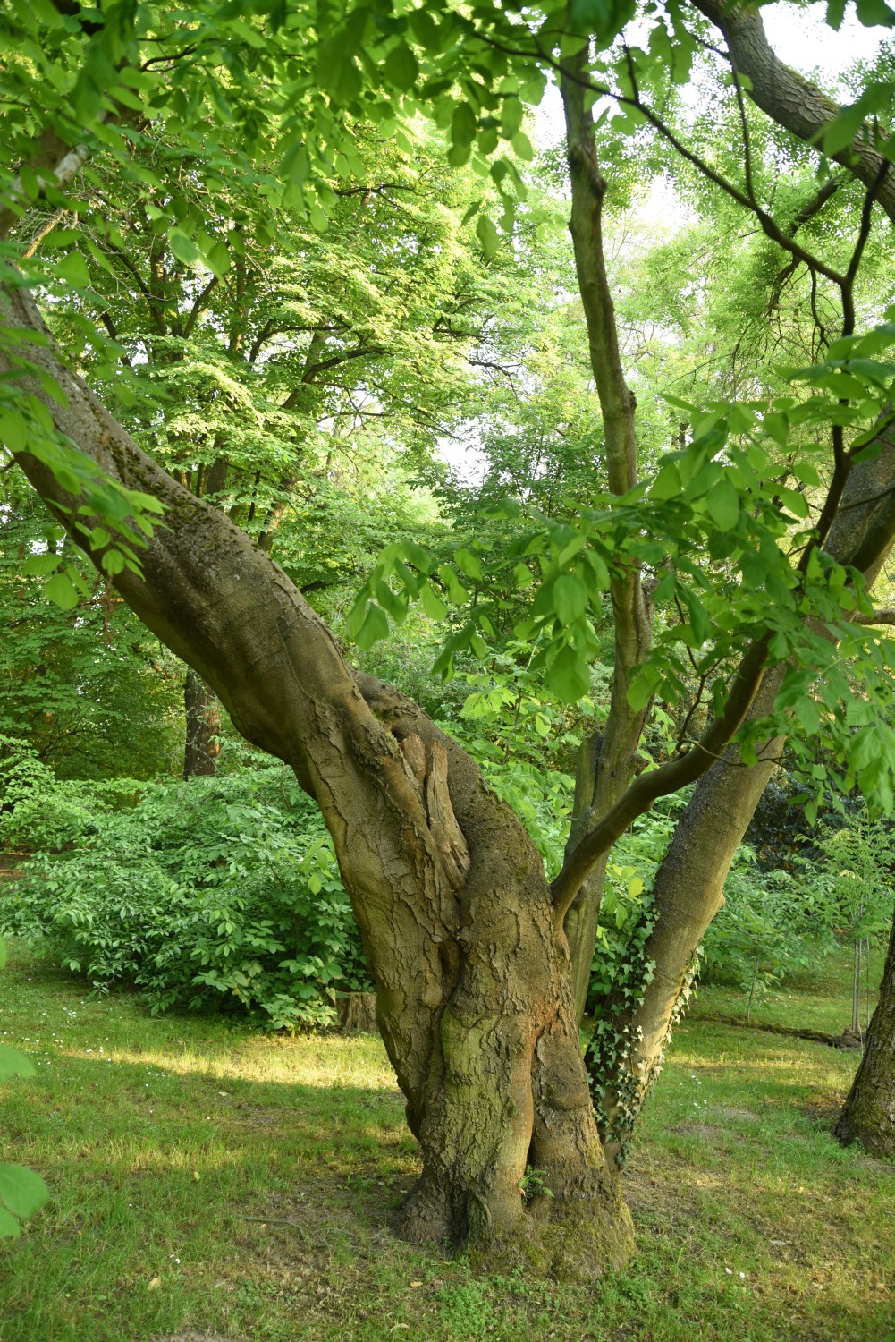 Cladrastis kentukea